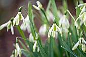 GALANTHUS NIVALIS MARGERY FISH