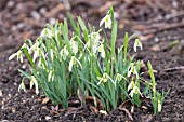 GALANTHUS NIVALIS MARGERY FISH