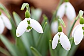 GALANTHUS ELWESII SELBOURNE GREEN TIPS