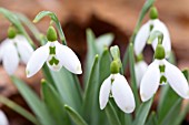 GALANTHUS ELWESII SELBOURNE GREEN TIPS