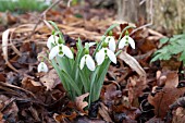 GALANTHUS ELWESII SELBOURNE GREEN TIPS