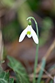 GALANTHUS REGINAE-OLGAE VERNALIS KENNETH BECKETTS AM FORM