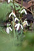 GALANTHUS REGINAE-OLGAE VERNALIS KENNETH BECKETTS AM FORM