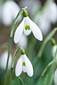 GALANTHUS ATKINSII