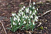 GALANTHUS ATKINSII