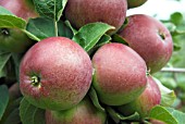 MALUS DOMESTICA SPARTAN, (RIPENING APPLE SPARTAN