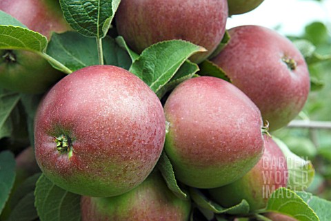 MALUS_DOMESTICA_SPARTAN_RIPENING_APPLE_SPARTAN