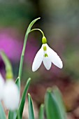 GALANTHUS VALENTINEI NORTH GREEN WASP