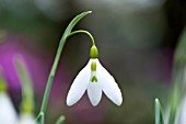 GALANTHUS VALENTINEI NORTH GREEN WASP