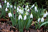 GALANTHUS VALENTINEI NORTH GREEN WASP