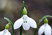 GALANTHUS TROJANUS