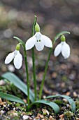 GALANTHUS TROJANUS