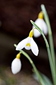 GALANTHUS VALENTINEI DRYAD GOLD MEDAL’