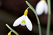 GALANTHUS VALENTINEI DRYAD GOLD MEDAL’