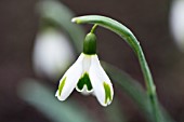 GALANTHUS GREEN OF HEARTS