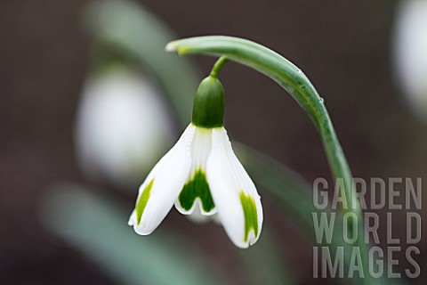 GALANTHUS_GREEN_OF_HEARTS