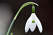 GALANTHUS ELWESII ‘EPIPHANY’