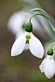 GALANTHUS ROSE LLOYD