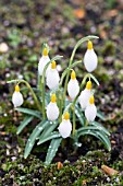 GALANTHUS VALENTINEI DRYAD GOLD BULLION