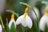 GALANTHUS GRACILIS ‘RONALD MACKENZIE’