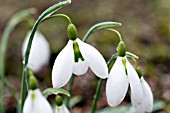 GALANTHUS JOHN GRAY