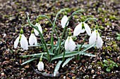 GALANTHUS JOHN GRAY