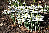 GALANTHUS ELWESII GEMINI