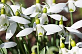 GALANTHUS ELWESII GEMINI