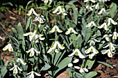 GALANTHUS PLICATUS TRYMLET