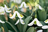 GALANTHUS PLICATUS TRYMLET