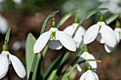 GALANTHUS PLICATUS THE DRAGON