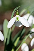 GALANTHUS PLICATUS THE DRAGON