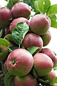 MALUS DOMESTICA SPARTAN, (RIPENING APPLE SPARTAN