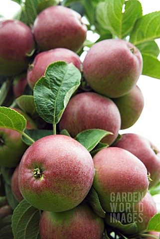 MALUS_DOMESTICA_SPARTAN_RIPENING_APPLE_SPARTAN