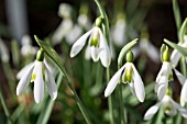 GALANTHUS NIVALIS COURTEENHALL