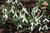 GALANTHUS NIVALIS COURTEENHALL