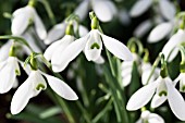 GALANTHUS PLICATUS SIBBERTOFT MANOR