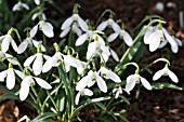 GALANTHUS PLICATUS SIBBERTOFT MANOR