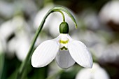 GALANTHUS ELWESII NAUGHTON