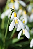 GALANTHUS PLICATUS WENDYS GOLD