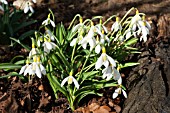 GALANTHUS PLICATUS WENDYS GOLD