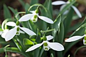 GALANTHUS ELWESII RANSOMS DWARF