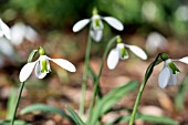 GALANTHUS PLICATUS LORD LIEUTENANT