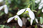 GALANTHUS PETER DAVIS