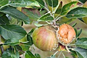 MALUS COXS ORANGE PIPPIN ROTTEN APPLE ON TREE