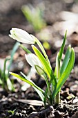 GALANTHUS NIVALIS IRISH GREEN