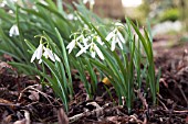 GALANTHUS VALENTINEI WASP