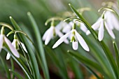 GALANTHUS VALENTINEI WASP