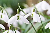 GALANTHUS PLICATUS WALKER, CANADA