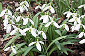 GALANTHUS PLICATUS WALKER, CANADA